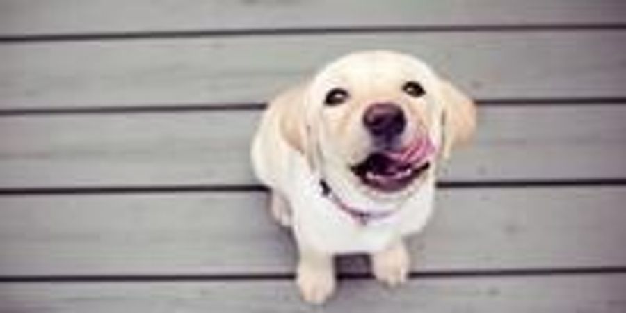 Hungry dog story picture