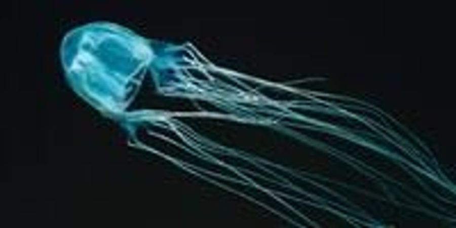 Difference between polyp and medusa picture