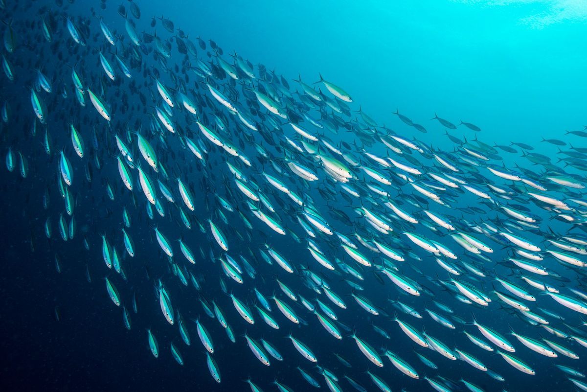 Fish School by Randomly Copying Each Other, Rather than Following the Group  | Lab Manager