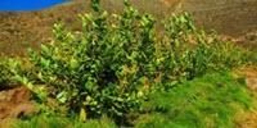 Organic fertilizer for lawn image