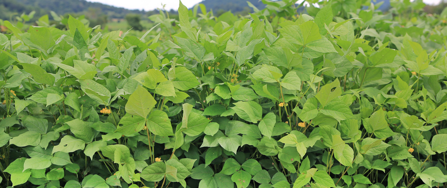 Black bean plant image