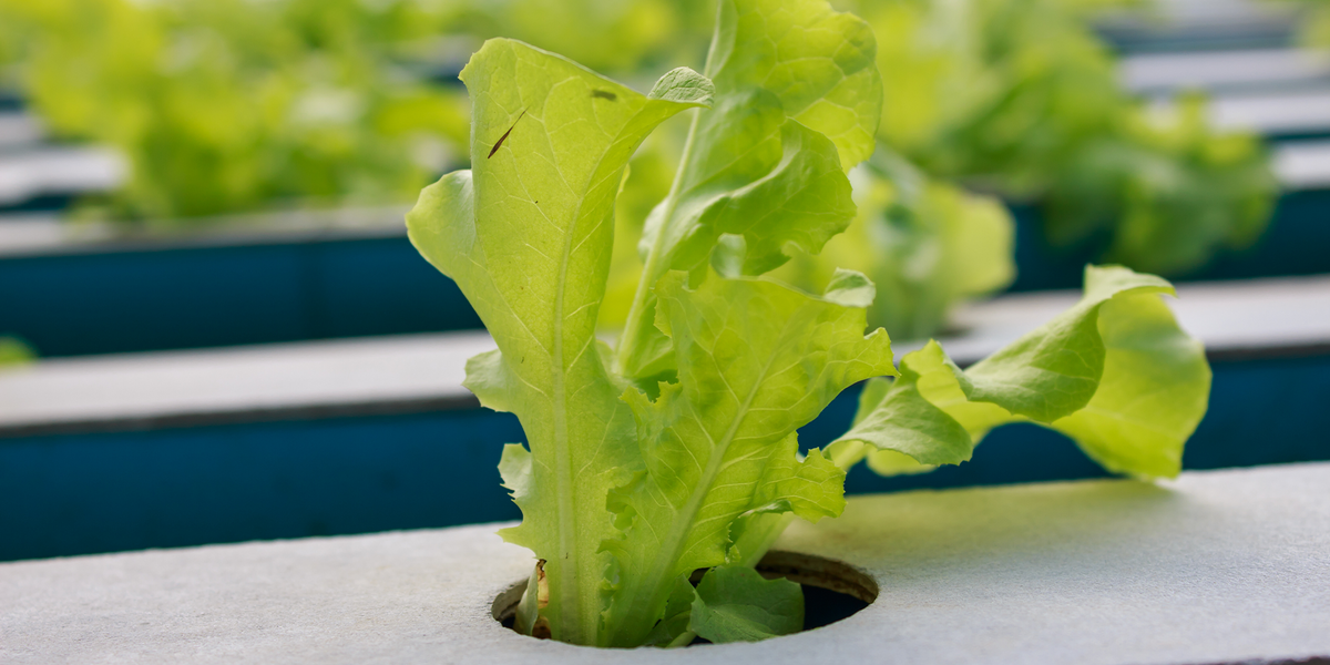 Research Aims to Help Astronauts Grow Veggies Better in Space - Vimarsana News