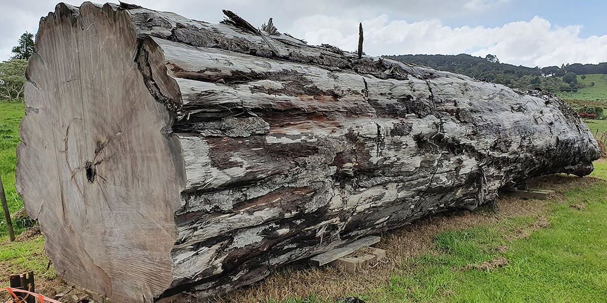 Measuring Earth's Last Magnetic Field Reversal with Ancient Trees - Vimarsana News