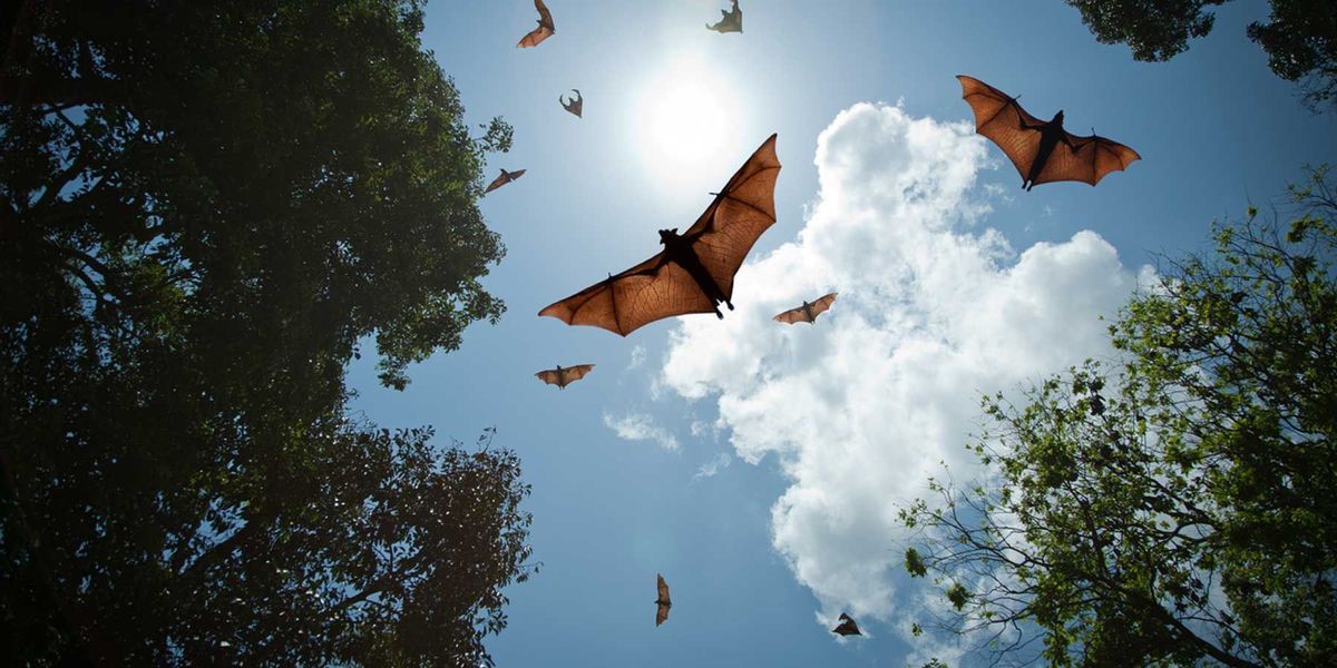 Healthy Ecosystems Vital in Reducing Risk of Future Deadly Pandemics - Vimarsana News