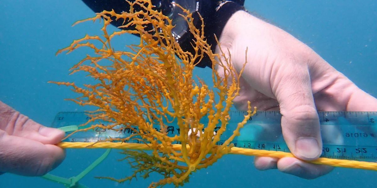 First Test of Tropical Seaweed Farming for Biofuels Production Begins - Vimarsana News