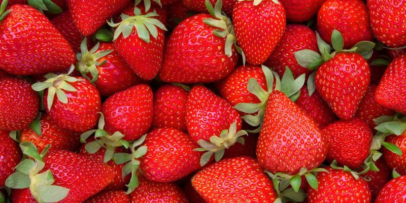 The Best Strawberries To Grow In Hot Locations Lab Manager