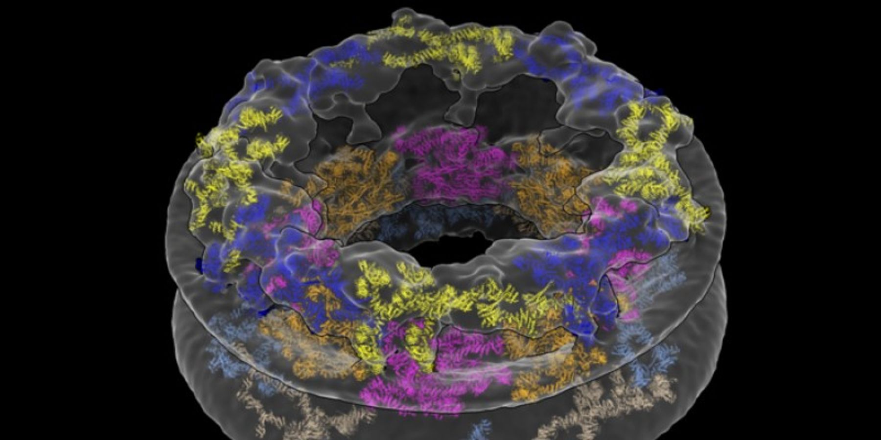 Cellular Environments Shape Molecular Architecture | Lab Manager