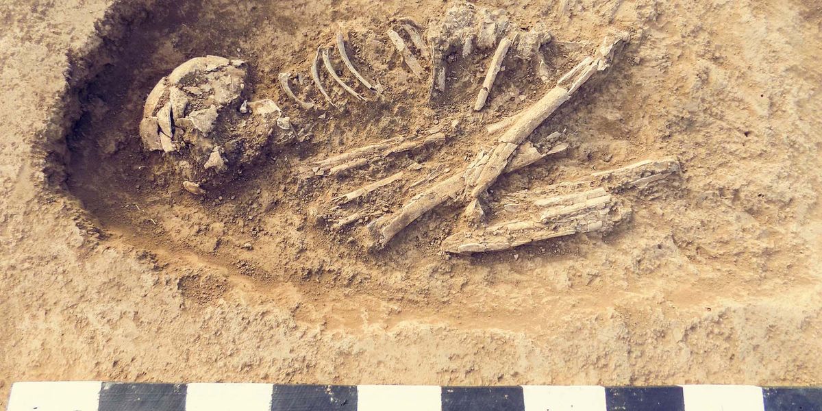 Ancient Human Relative 'Walked like a Human, but Climbed Like an Ape' - Vimarsana News