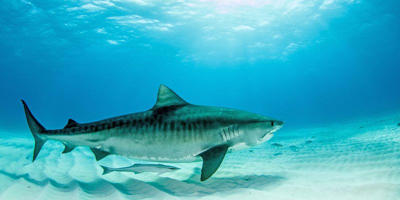 Tiger Shark Migrations Altered by Climate Change, New Study Finds - Vimarsana News