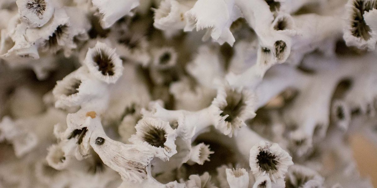 Almost All Corals Face Catastrophic Bleaching - Vimarsana News