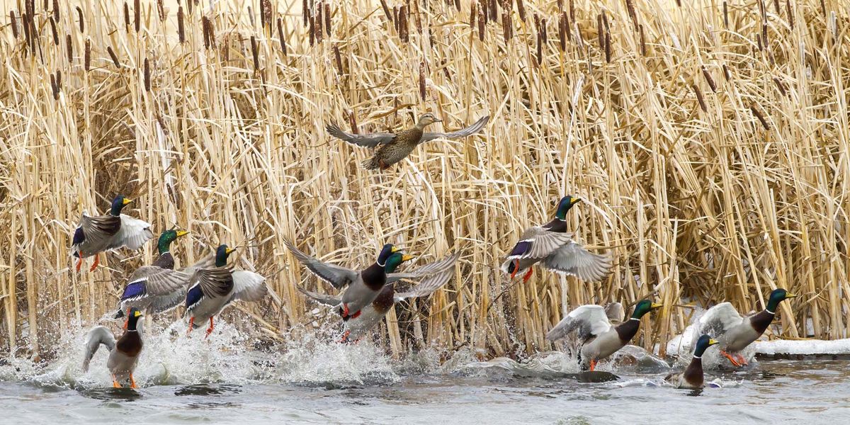 Negative Link between Flight and Fight-Worthiness in Birds - Vimarsana News