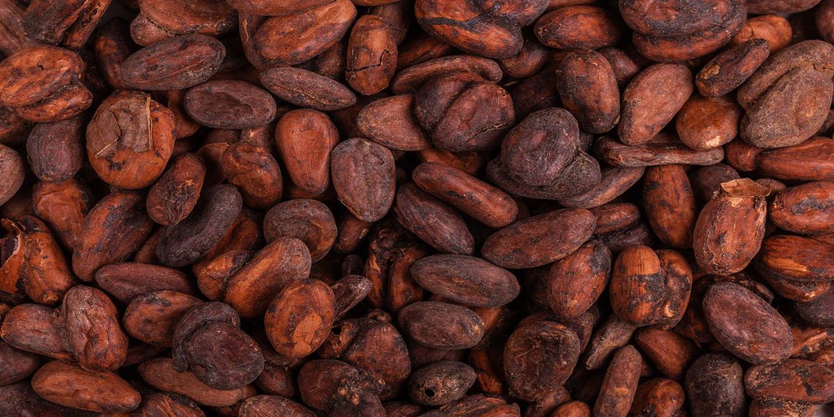 More Intense Roasting of Cocoa Beans Lessens Bitterness - Vimarsana News