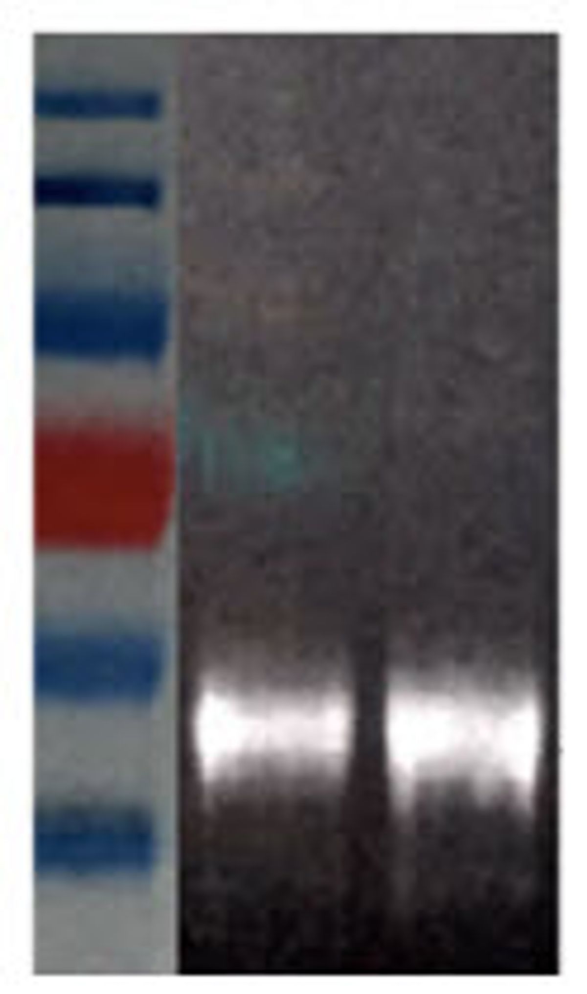 Fig 10. Mouse-anti-CD44 (500 ng 1 ?g) was run on a PAGE gel and transferred to a nitrocellulose membrane. The membrane was probed with CPN840 linked to anti-mouse IgG which selectively bound, giving a bright signal at the expected size (150 kDa). The image was captured using the 660 nm IR short epi and 46 nm IR long (836BP) filter for the CPN840 signal. White grayscale was used to indicate fluorescence signal, i.e., a high signal is shown as white in the image.