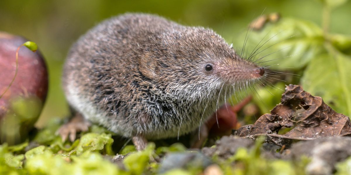 Hundreds of New Mammal Species Waiting to Be Found, Study Says | Lab Manager Hundreds of New Mammal Species Waiting to Be Found, Study Says | Lab Manager