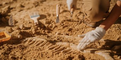 Person excavating bones at a dig site