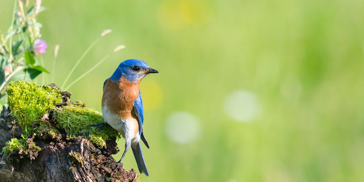 New Protocol for Studying and Preserving Biodiversity - Vimarsana News