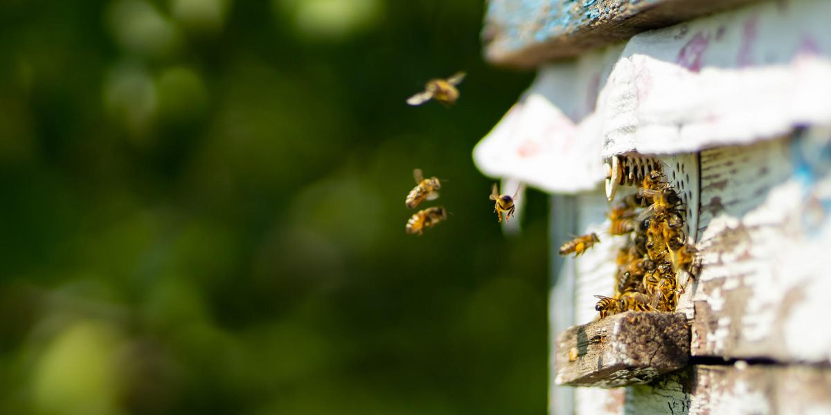 DNA Contained in Honey Reveals Honeybee Health - Vimarsana News