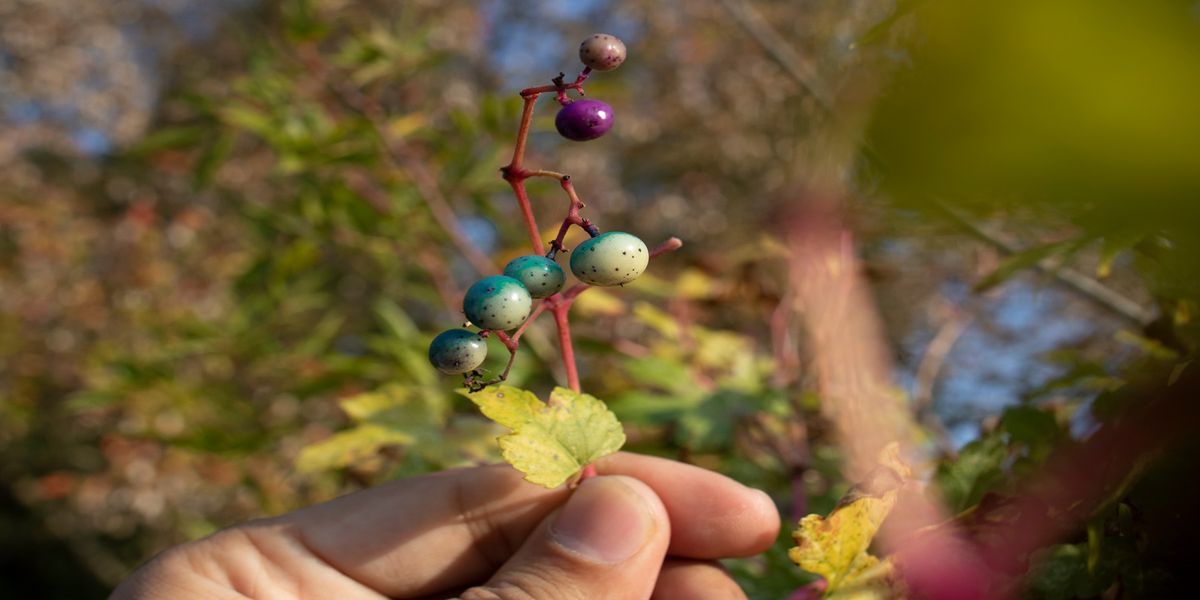 Invasive Species Are Taking Over Some American Forests - Vimarsana News