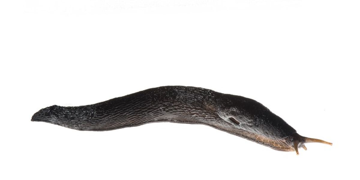 Citizen Scientists Help Discover a New, Giant Slug from Europe - Vimarsana News