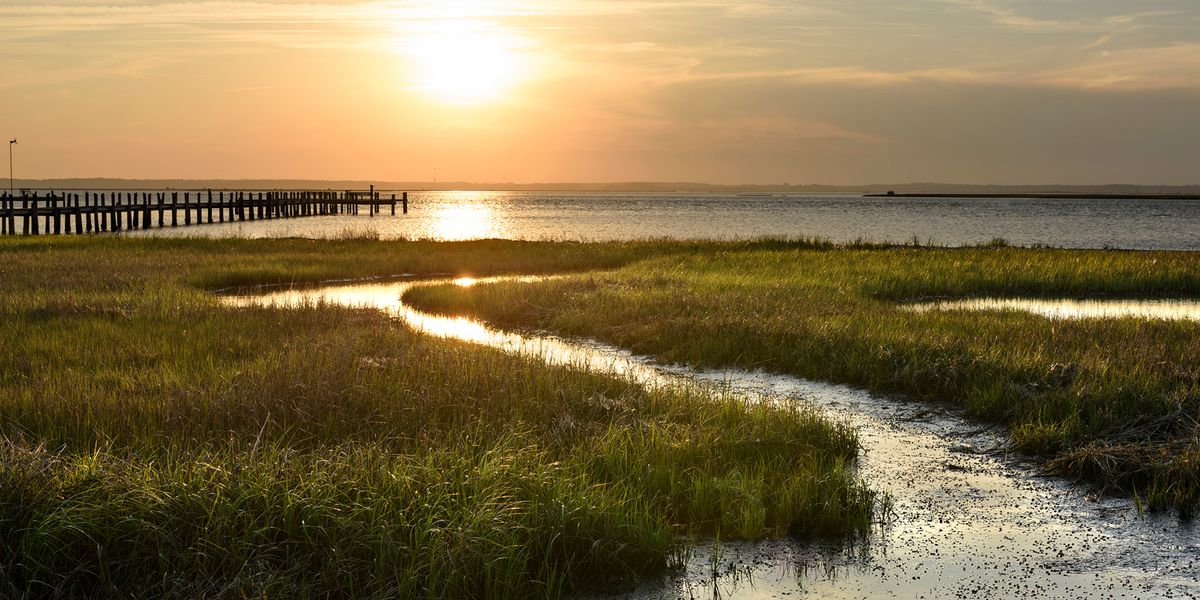 Coastal Marsh Migration May Further Fuel Climate Change - Vimarsana News
