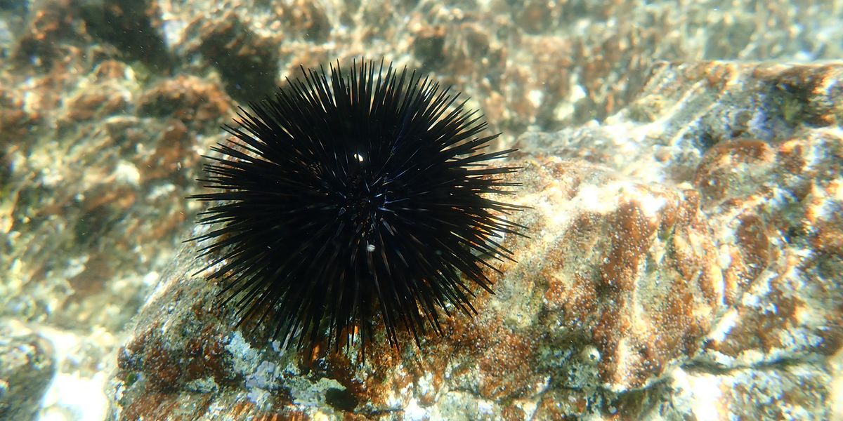 Colonizing Sea Urchins in the Mediterranean Can Withstand Hot, Acidic Seas - Vimarsana News