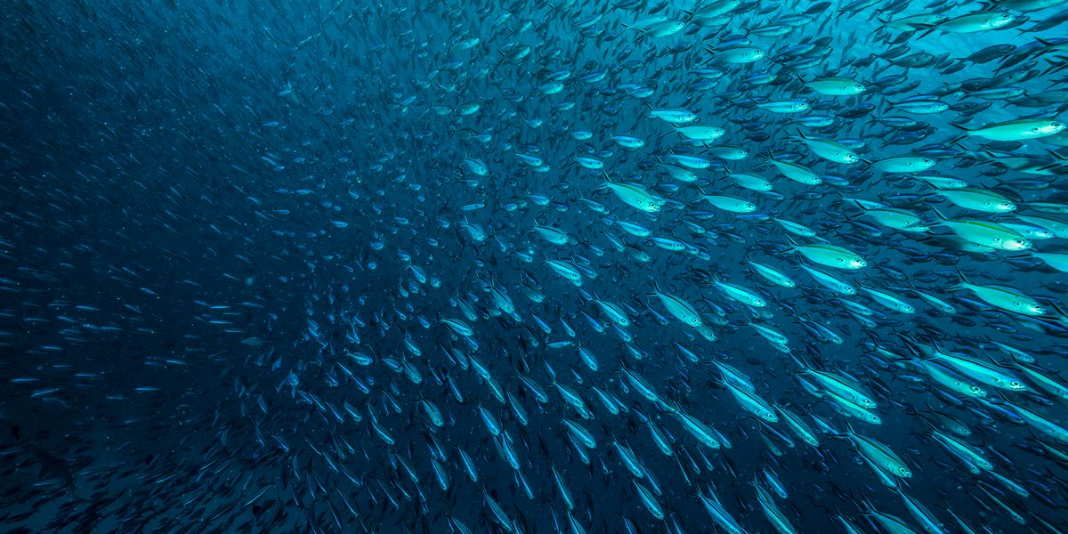 Study Finds Chaos Is More Common in Ecological Systems than Previously Thought - Vimarsana News