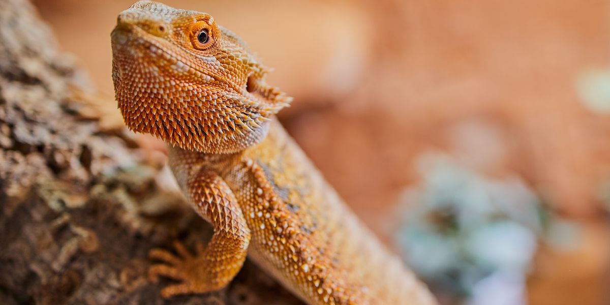 Researchers Develop First Bearded Dragon Brain Atlas - Vimarsana News