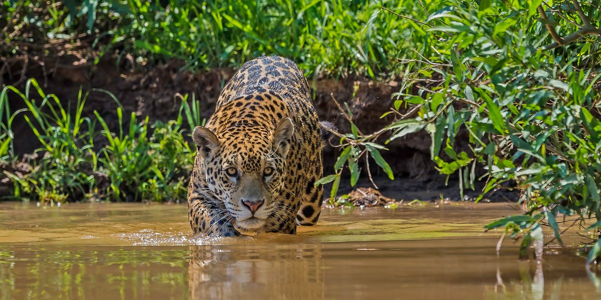 First Comprehensive Review of National Jaguar Protection Laws - Vimarsana News