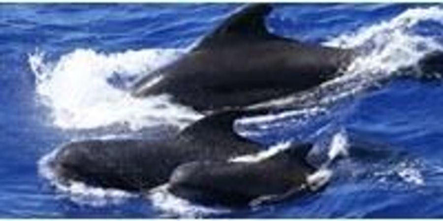 Pilot whales vs orca image