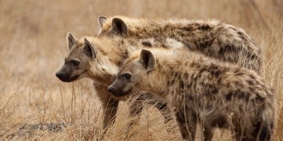 Family Ties Give Animals Reasons to 'Help or Harm' as They Age | Lab Manager Family Ties Give Animals Reasons to 'Help or Harm' as They Age | Lab Manager
