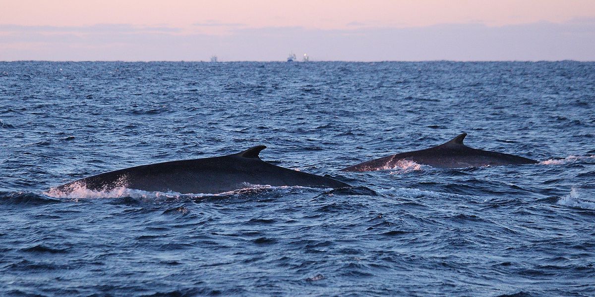 Long-Term Tracking of Whale Feeding Behavior via Satellite Now Possible - Vimarsana News