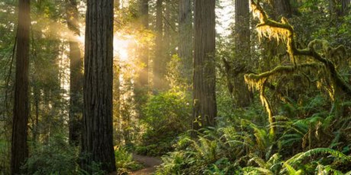 What Drives Ecosystems to Instability? - Vimarsana News