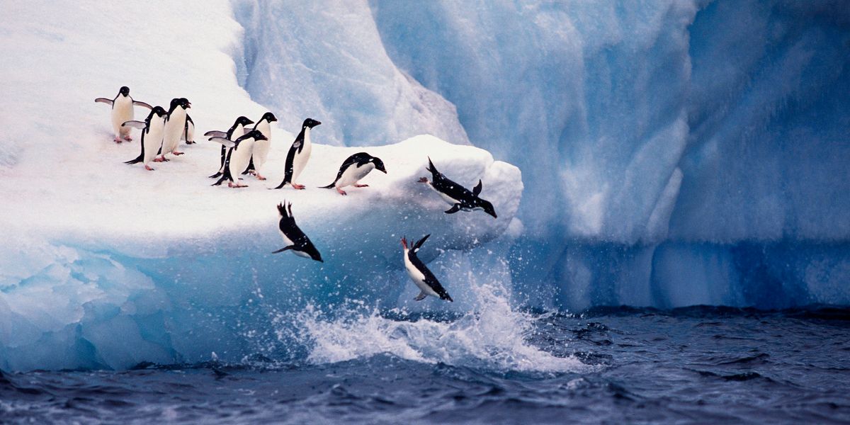 Scientists Call for Setting Limits on Fishing in Antarctica's Southern Ocean - Vimarsana News