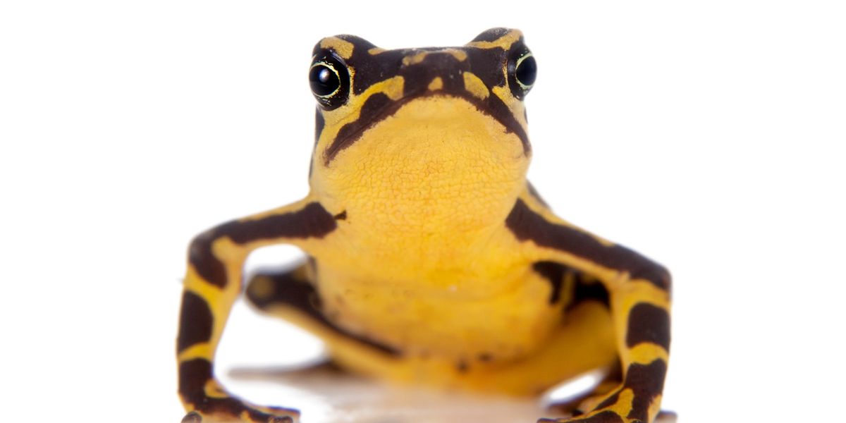 Up to 32 Frog Species Thought to Be Extinct May Not Be - Vimarsana News