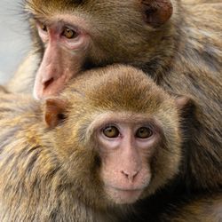 Two Rhesus Macaques holding each other