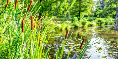 Pond and cattails in summer
