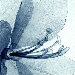 X-ray image of a flower