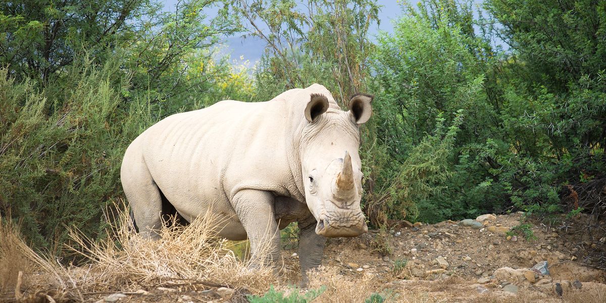 New Paths for Rhino Conservation Are Needed - Vimarsana News