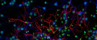  Immunofluorescent analysis of E18 Sprague Dawley dissociated rat cortical neuronal cells (MAP2, blue) mixed with astrocytes (GFAP, red), with nuclei (green) overlay.  Cells were labeled with chicken anti-MAP2, rat anti-GFAP, Alexa Fluor Plus 405 Goat anti-Chicken (1:250), Alexa Fluor Plus 647 Donkey anti-rat (1:500), and Sytox Green. Imaged on an EVOS M7000 Imaging system.