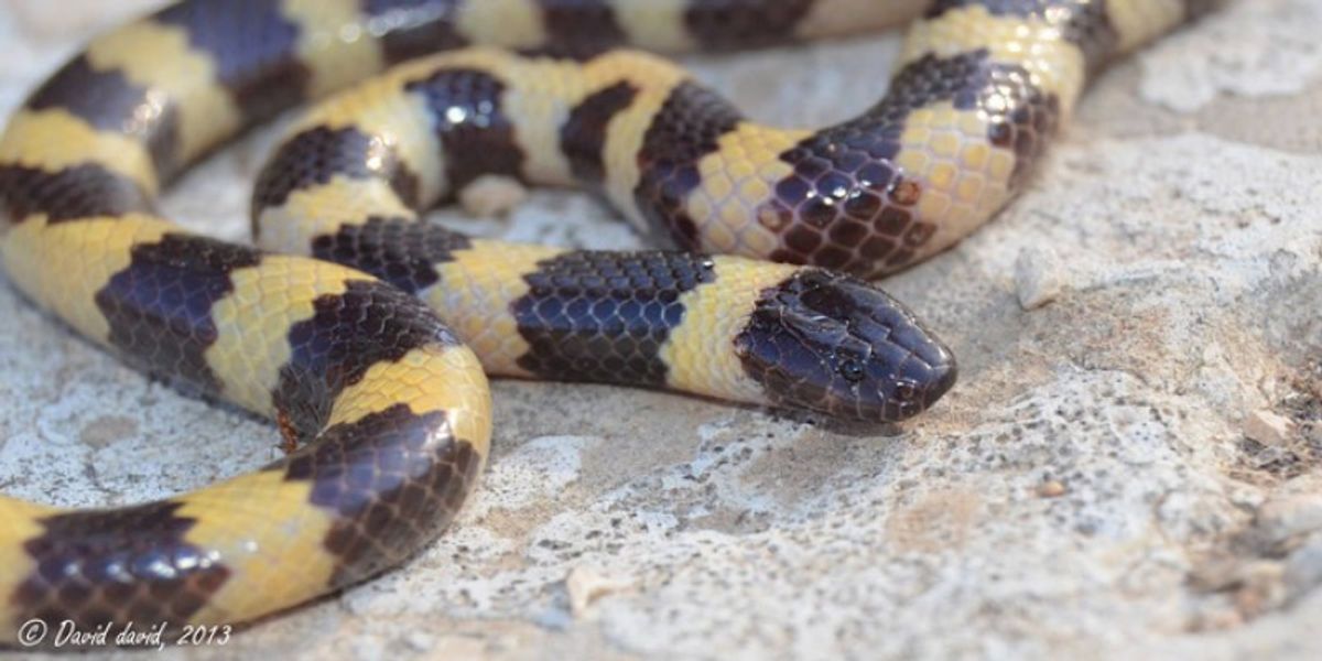 A New Snake Family Was Identified—Micrelapidae - Vimarsana News