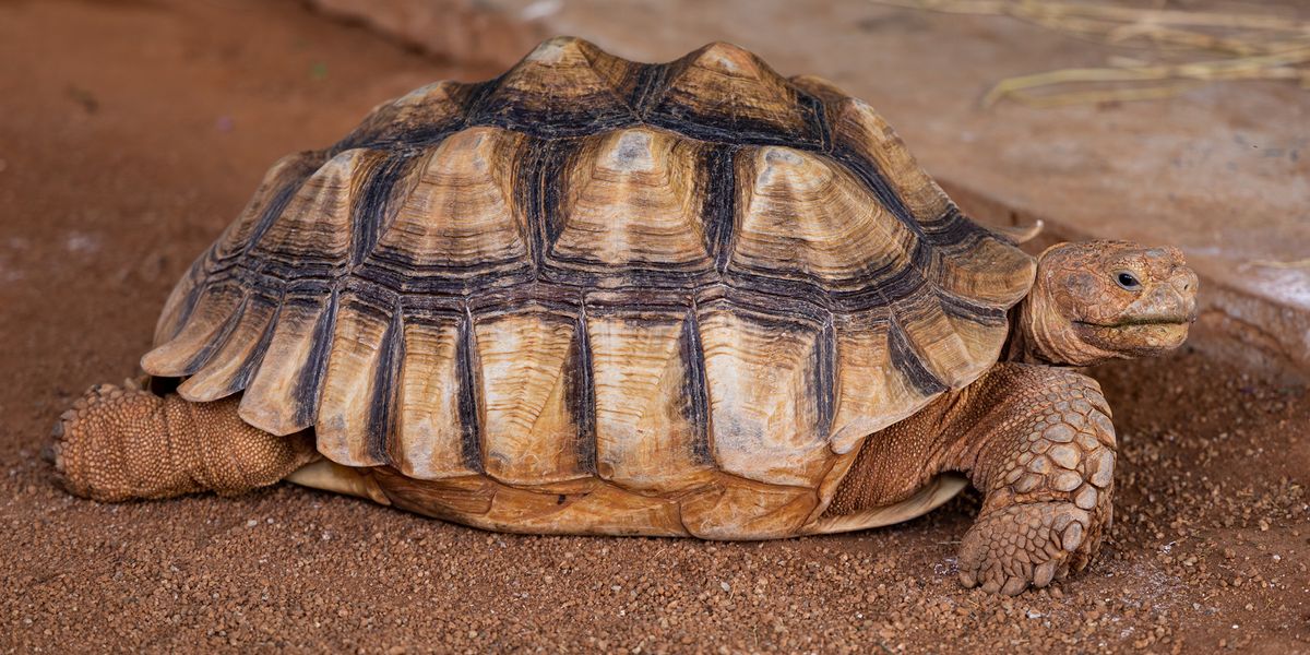 Case Study of Rare, Endangered Tortoise Highlights Conservation Priorities - Vimarsana News