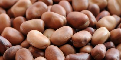 Pile of raw faba beans