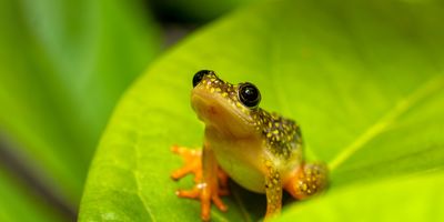 Starry Night Reed Frog on a leaf in a forest