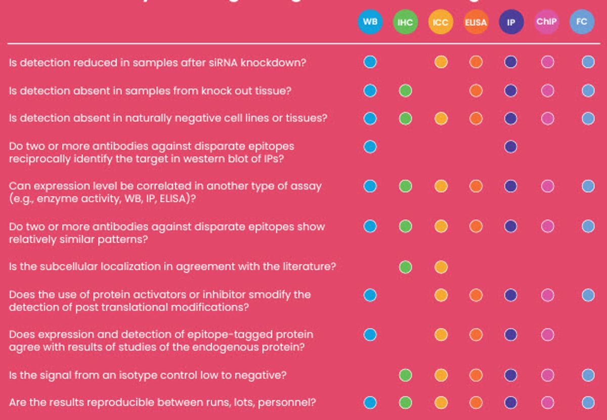 Recommended methods and controls to determine if an antibody is recognizing its intended target