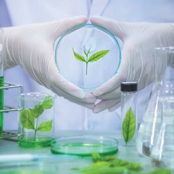Scientist holds up a petri dish with a leaf in it