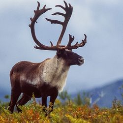 A caribou standing on tundra