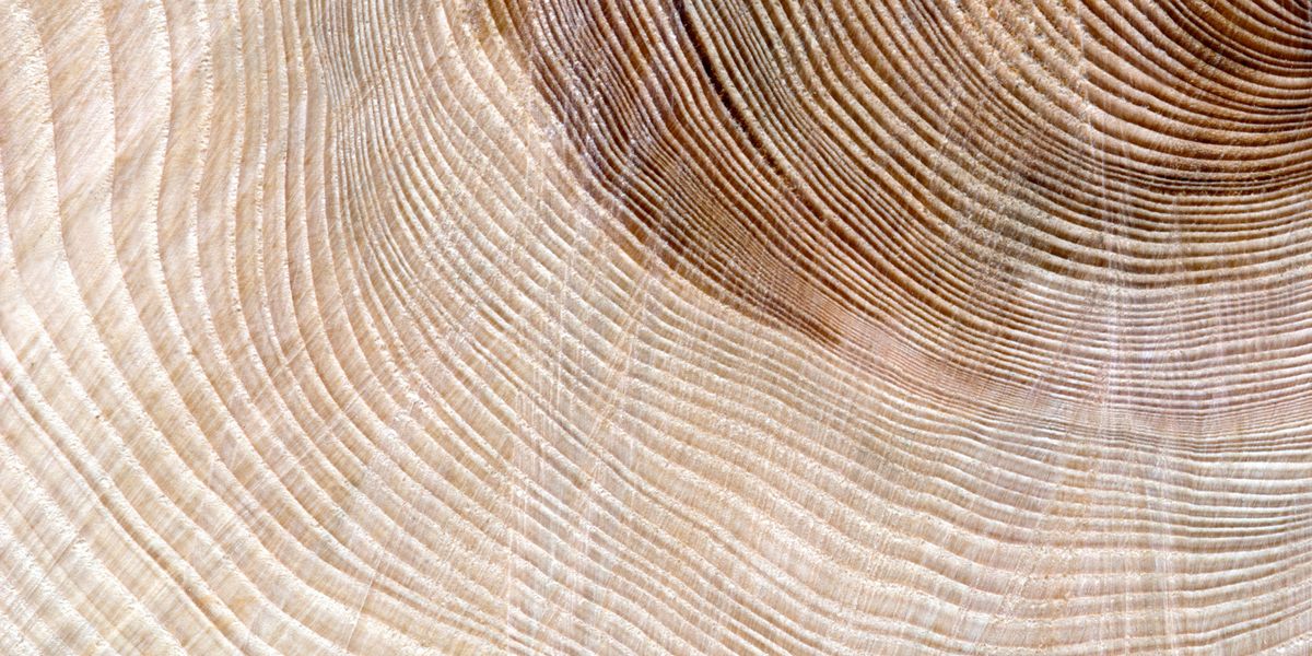 Fossil Provides Oldest Evidence of Plant Self-Defense in Wood - Vimarsana News