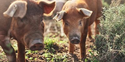 Pigs on a farm outside
