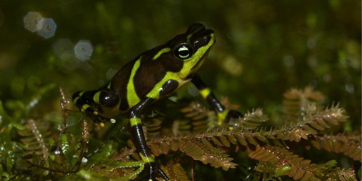 Scientists from the Global South Innovate to Track Ongoing Amphibian Pandemic - Vimarsana News