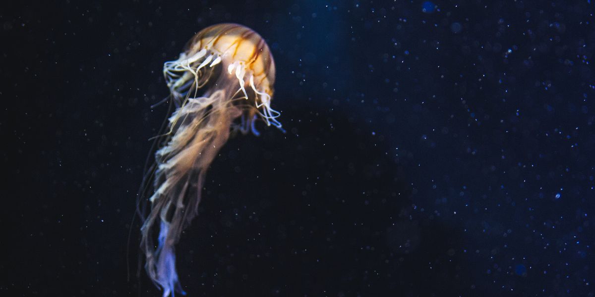 Deep Sea Surveys Detect over Five Thousand New Species in Future Mining Hotspot - Vimarsana News